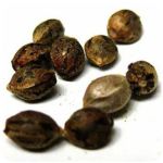 Семена марихуаны АК-47  (Seeds AK-47) в Борисоглебске